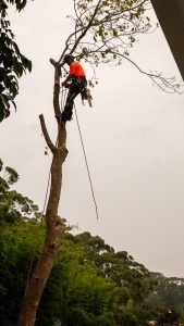 reece work sony-29